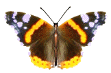 perhonen animoituja-kuvia-gif